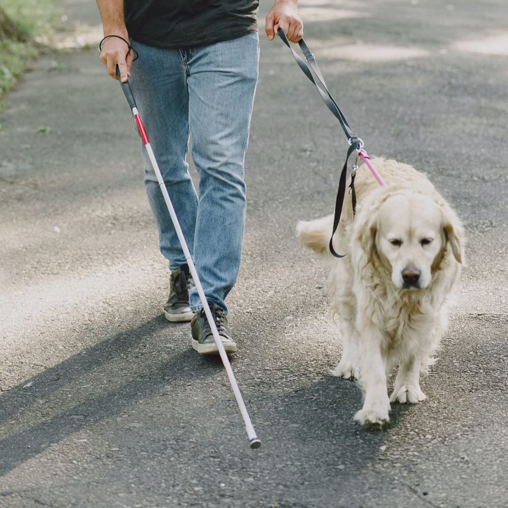 عصا مشي للمكفوفين من سبائك الأ - مراجعة Trekking Poles وسعره